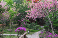 【SD043】Spring Limited Seasonal Lunch Kaiseki